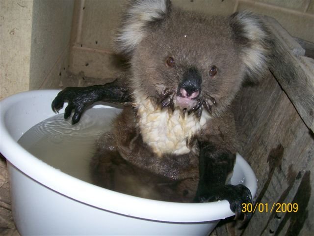 Koalas en busca de agua 001